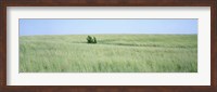 Framed Grass on a field, Prairie Grass, Iowa, USA