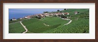 Framed Vineyards overlooking Lake Geneva, Switzerland