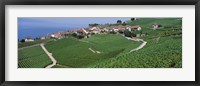 Framed Vineyards overlooking Lake Geneva, Switzerland