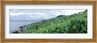 Framed Vineyard on a hillside in front of a lake, Lake Geneva, Rivaz, Vaud, Switzerland