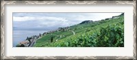 Framed Vineyard on a hillside in front of a lake, Lake Geneva, Rivaz, Vaud, Switzerland