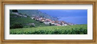 Framed Vineyards, Rivaz, Switzerland
