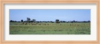 Framed Red Lechwee Moremi Game Reserve Botswana Africa