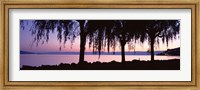 Framed Weeping Willows, Lake Geneva, St Saphorin, Switzerland