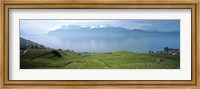 Framed Vineyard at the lakeside, Lake Geneva, Switzerland
