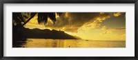 Framed Silhouette Of Palm Trees At Dusk, Cooks Bay, Moorea, French Polynesia