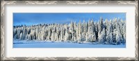 Framed Winter Wawona Meadow Yosemite National Park CA USA