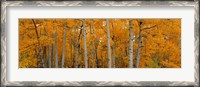 Framed Quaking Aspens Dixie National Forest UT
