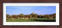 Framed Giraffes in a field, Moremi Wildlife Reserve, Botswana, South Africa