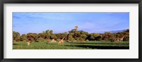 Framed Giraffes in a field, Moremi Wildlife Reserve, Botswana, South Africa