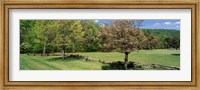 Framed Trees on a field, Davidson River Campground, Pisgah National Forest, Brevard, North Carolina, USA