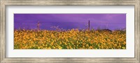 Framed Field Coreopsis Flowers, Texas, USA