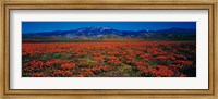 Framed Field, Poppy Flowers, Antelope Valley, California, USA