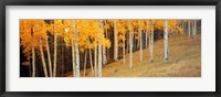 Framed Aspen trees in a field, Ouray County, Colorado, USA