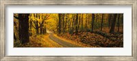 Framed Fall woods Monadnock NH USA