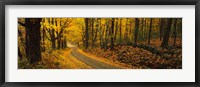 Framed Fall woods Monadnock NH USA