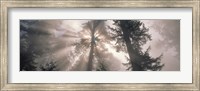 Framed Trees Redwood National Park, California, USA