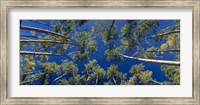 Framed White Aspen Trees CO USA