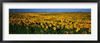 Framed Field of Sunflowers ND USA