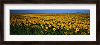 Framed Field of Sunflowers ND USA