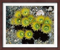 Framed High angle view of cactus flowers, Big Bend National Park, Texas, USA