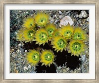 Framed High angle view of cactus flowers, Big Bend National Park, Texas, USA