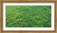 Framed Grass Sacramento CA USA