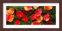 Framed Fall Leaves Sacramento CA USA