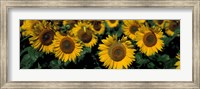 Framed Sunflowers ND USA
