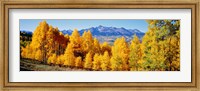 Framed Fall Aspen Trees Telluride CO