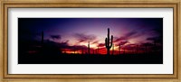 Framed Silhouette of Saguaro cactus (Carnegiea gigantea), Saguaro National Monument, Arizona, USA