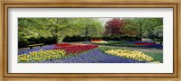 Framed Keukenhof Gardens, Lisse, Netherlands