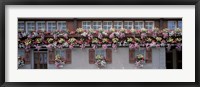 Framed Windows with Colorful Flower Boxes, Appenzell Switzerland