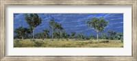 Framed Savannah Bungle Bungle Australia