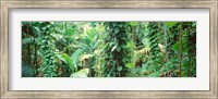 Framed Vegetation Seychelles