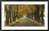 Framed Road w/Autumn Trees Sweden