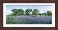 Framed Field of Bluebonnet flowers, Texas, USA
