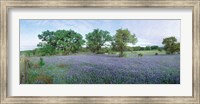 Framed Field of Bluebonnet flowers, Texas, USA