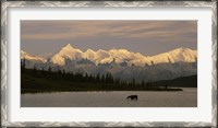 Framed Moose standing on a frozen lake, Wonder Lake, Denali National Park, Alaska, USA