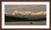 Framed Moose standing on a frozen lake, Wonder Lake, Denali National Park, Alaska, USA