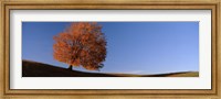 Framed View Of A Lone Tree On A Hill In Fall