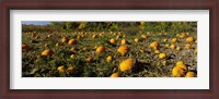 Framed Field of ripe pumpkins, Kent County, Michigan, USA