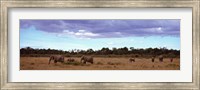 Framed Africa, Kenya, Masai Mara National Reserve, Elephants in national park