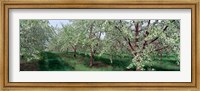 Framed View of spring blossoms on cherry trees