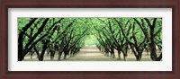 Framed Hazel Nut Orchard, Dayton, Oregon, USA