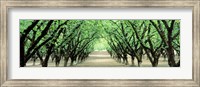 Framed Hazel Nut Orchard, Dayton, Oregon, USA