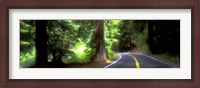 Framed Road, Redwoods, Mendocino County, California, USA