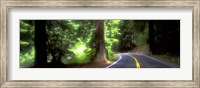 Framed Road, Redwoods, Mendocino County, California, USA