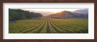 Framed Sunset, Vineyard, Napa Valley, California, USA