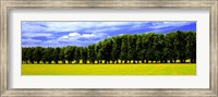 Framed Row Of Trees, Uppland, Sweden
